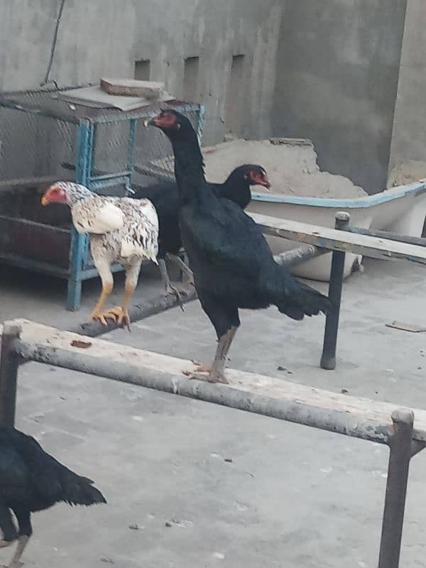 6 months old 1 pure german shamo rooster and 5 shamo hens 25000 each 13