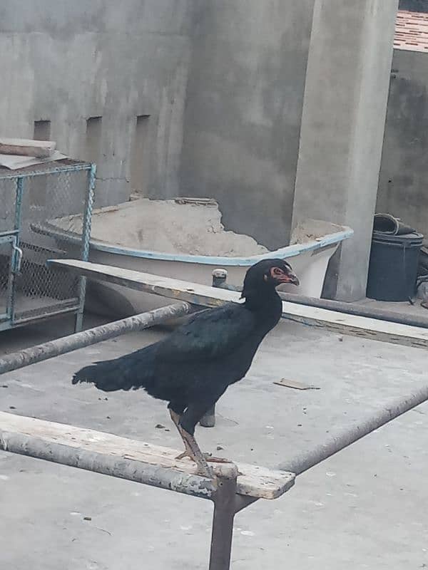 6 months old 1 pure german shamo rooster and 5 shamo hens 25000 each 14