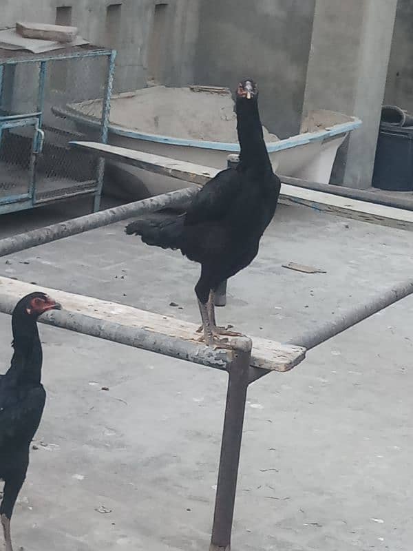 6 months old 1 pure german shamo rooster and 5 shamo hens 25000 each 15