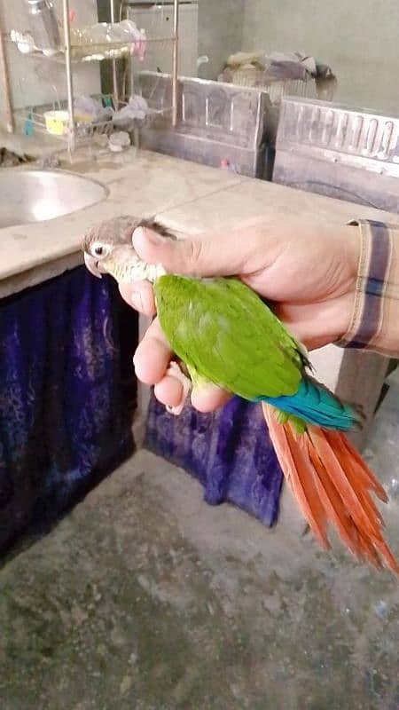 Green chicken conure yellow sided Male female not confirm 0