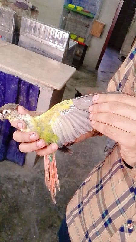 Green chicken conure yellow sided Male female not confirm 1