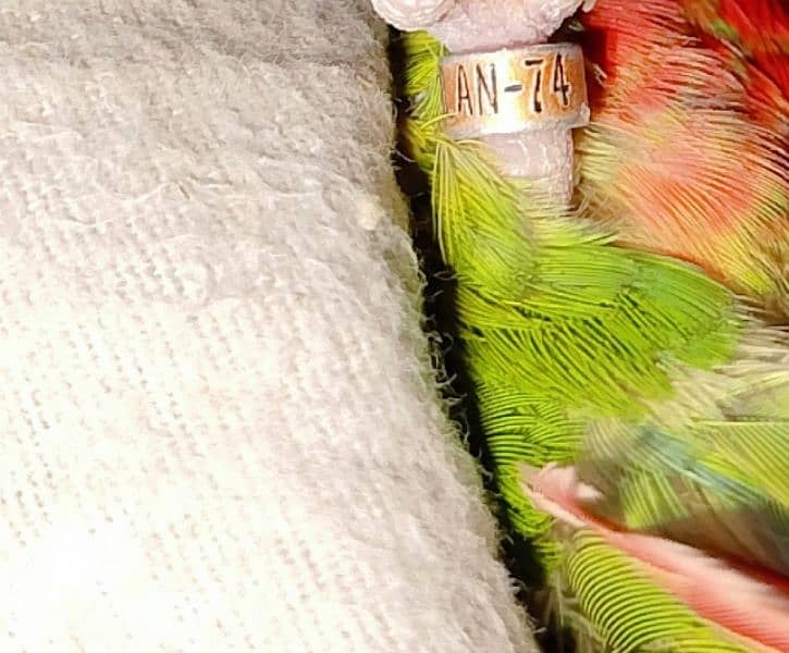 Green chicken conure yellow sided Male female not confirm 3