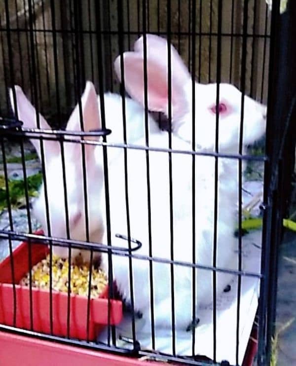 Red Eyes Rabbits Pair white color 0