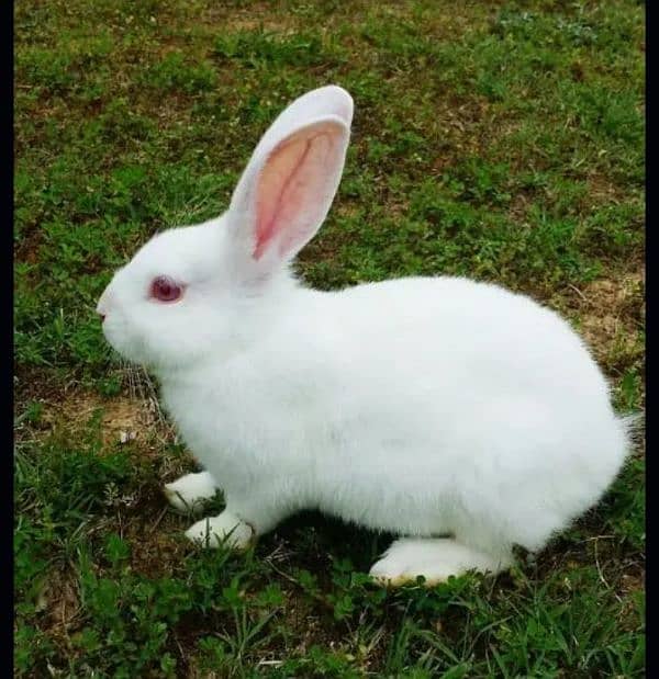 Red Eyes Rabbits Pair white color 1