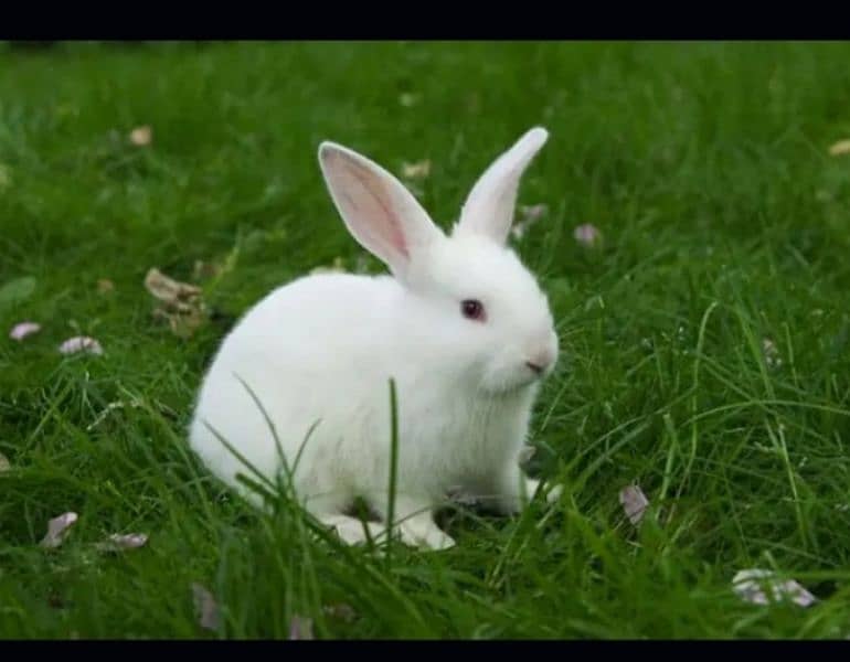 Red Eyes Rabbits Pair white color 2