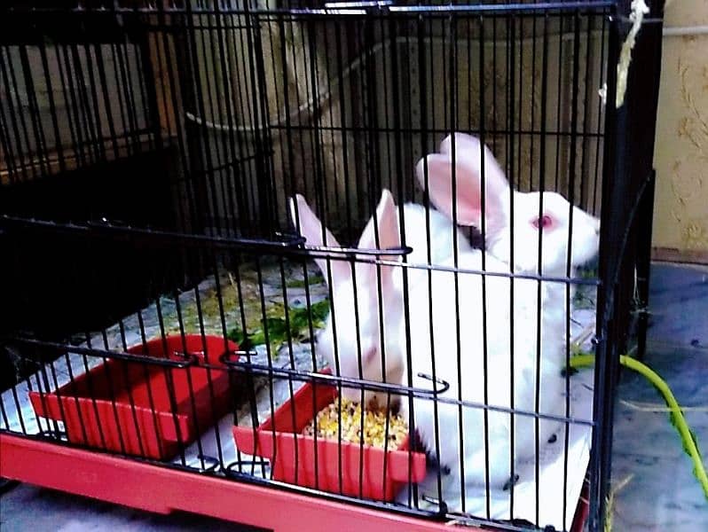 Red Eyes Rabbits Pair white color 3