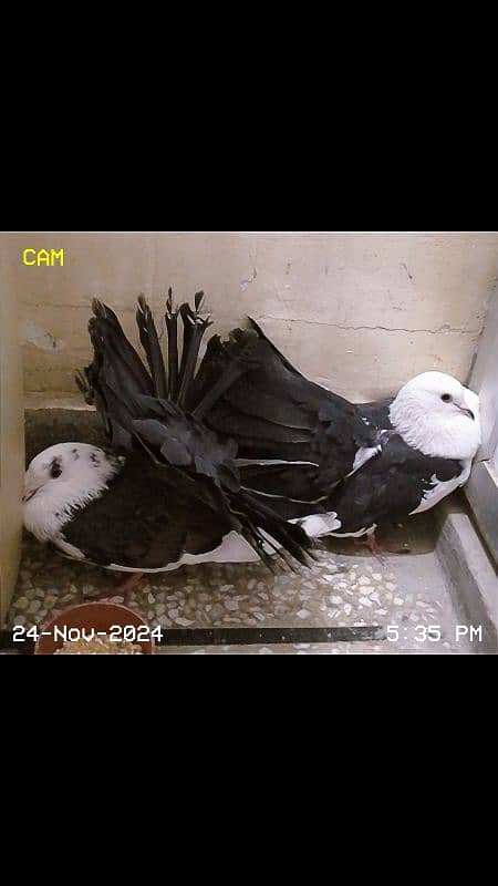 black white piegon 4