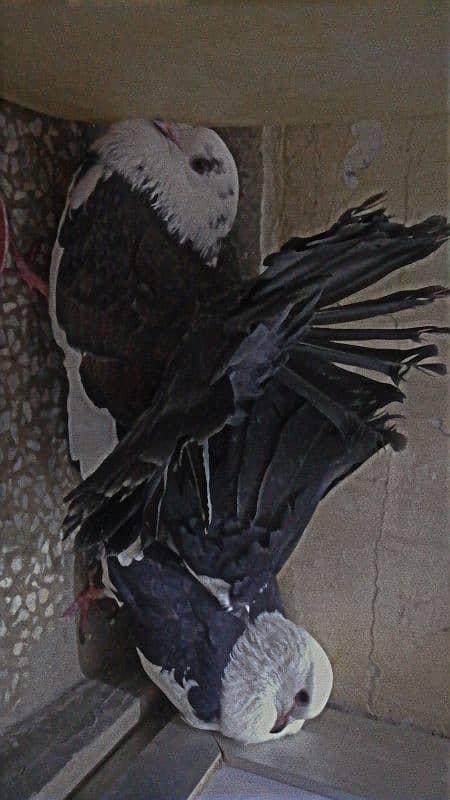 black white piegon 5