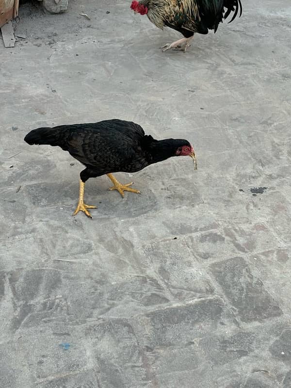 aseel hens for sale 0