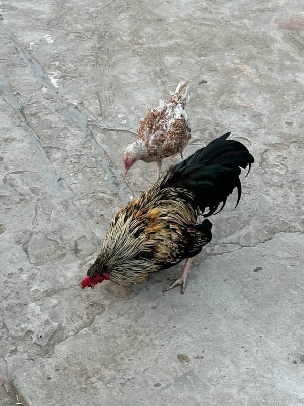 aseel hens for sale 1