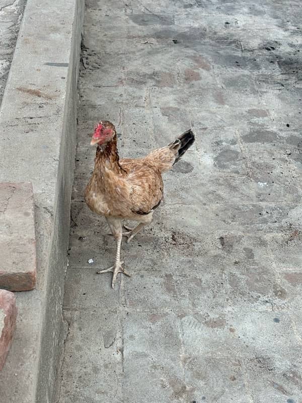 aseel hens for sale 2