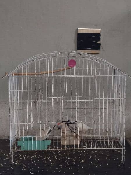 cage. for sale. love brid 0