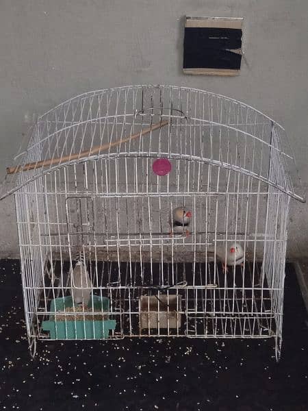 cage. for sale. love brid 1