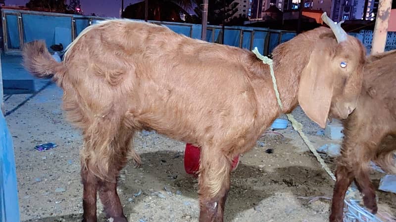 GABBAN BAKRI urgent sale today 2pc hain (read full add) 3