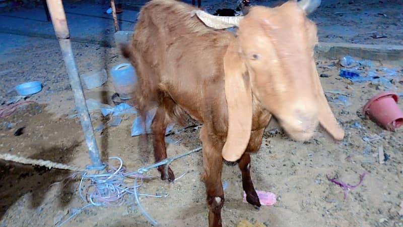 GABBAN BAKRI urgent sale today 2pc hain (read full add) 4