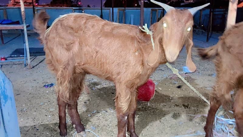 GABBAN BAKRI urgent sale today 2pc hain (read full add) 5