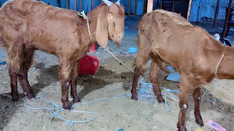 GABBAN BAKRI urgent sale today 2pc hain (read full add) 6