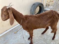 GABBAN BAKRI urgent sale today 2pc hain (read full add)