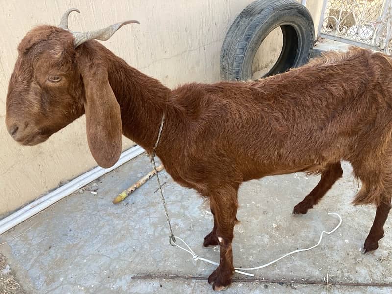 GABBAN BAKRI urgent sale today 2pc hain (read full add) 1