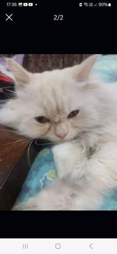 Adult Persian Cat Neutered