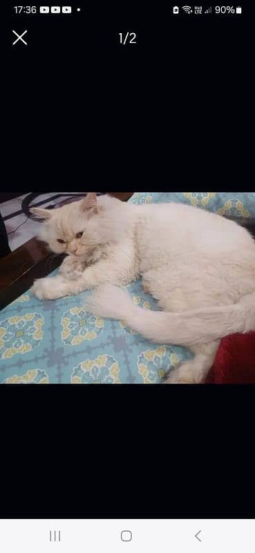 Adult Persian Cat Neutered 1