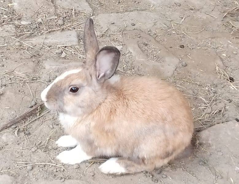 Rabbit male 1