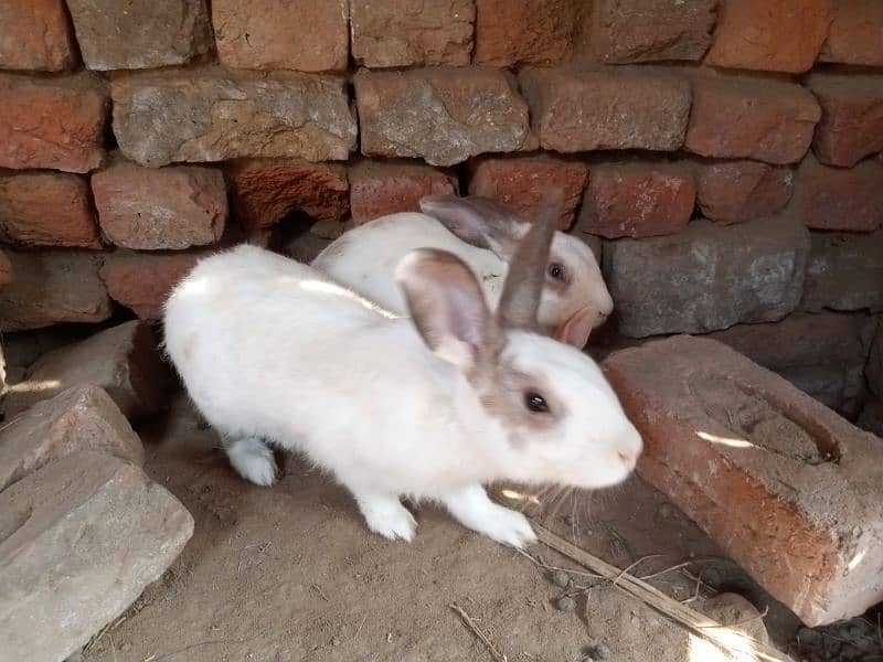 Rabbit male 3