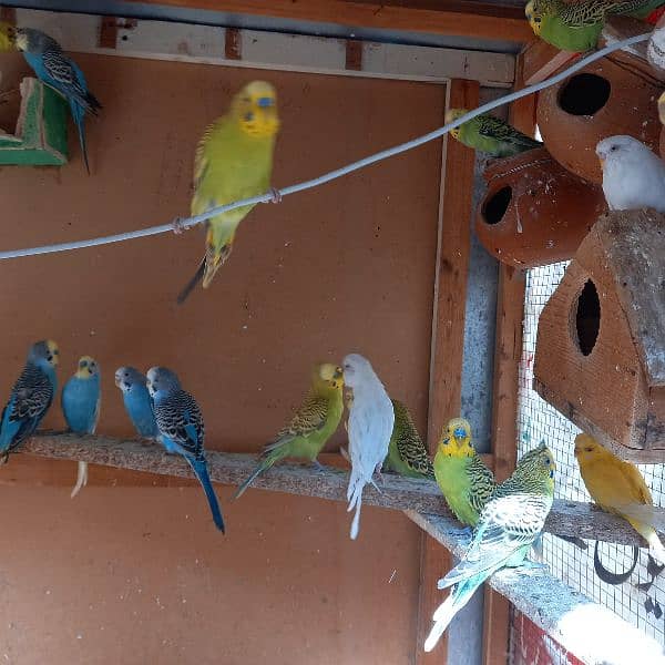 Australian breeding parrots pairs 0