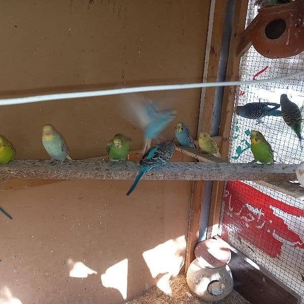 Australian breeding parrots pairs 1