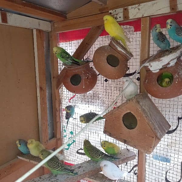 Australian breeding parrots pairs 2