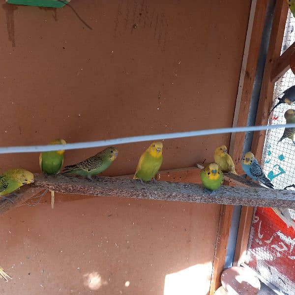 Australian breeding parrots pairs 4