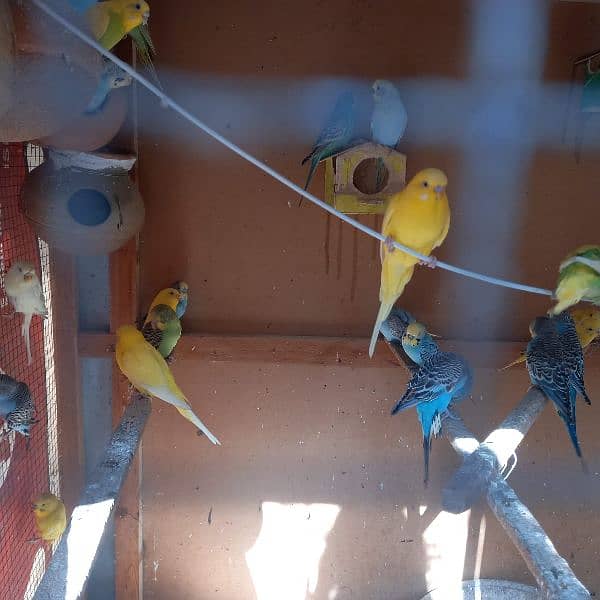 Australian breeding parrots pairs 5