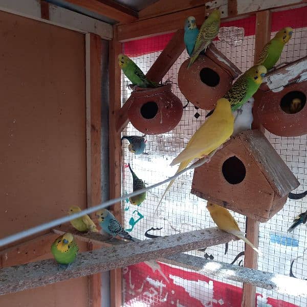 Australian breeding parrots pairs 7