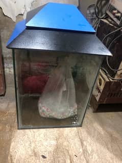 fish aquarium