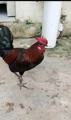 Hen (Dasi Murga)