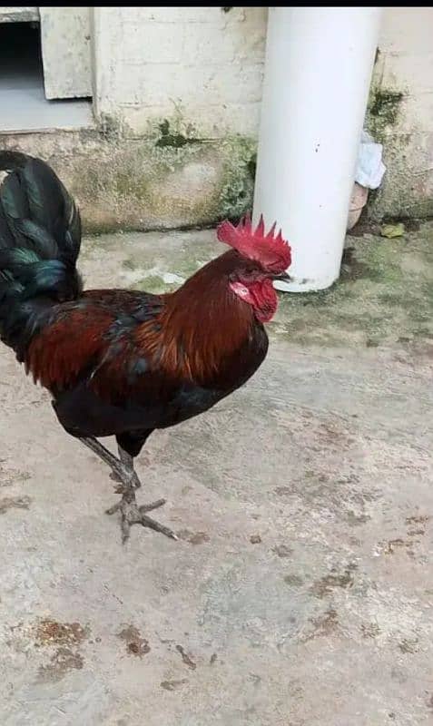 Hen (Dasi Murga) 0