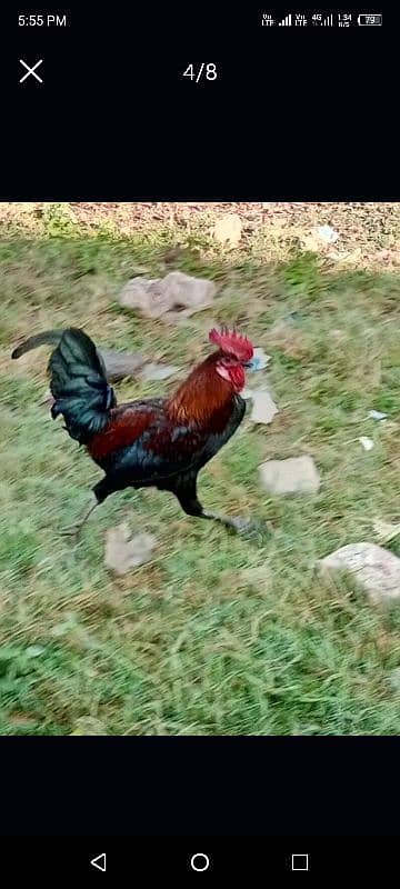 Hen (Dasi Murga) 1