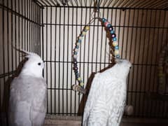 Budgies And Cockateil