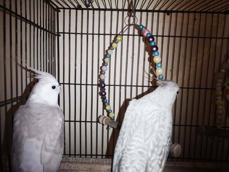 Budgies And Cockateil 0