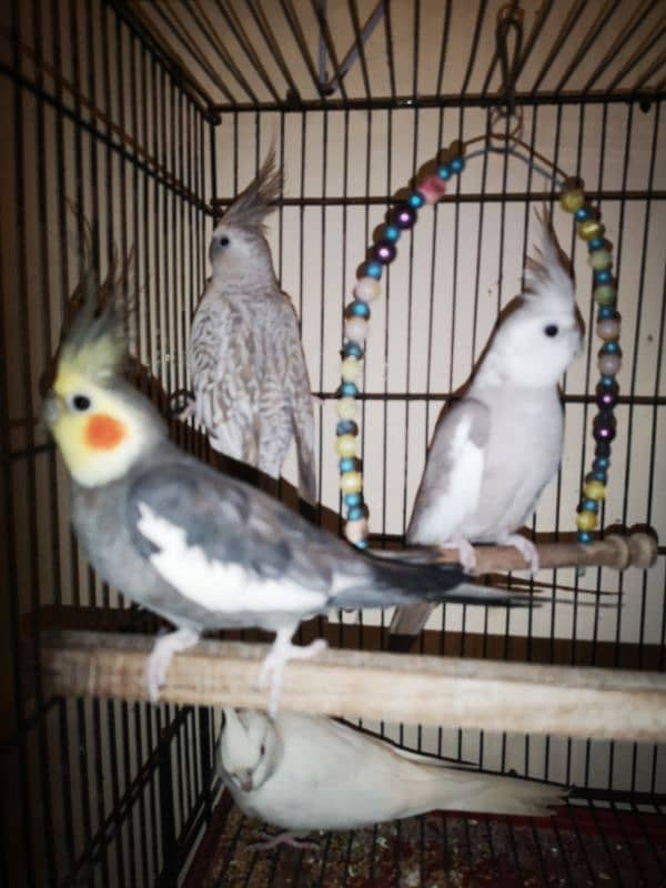 Budgies And Cockateil 1