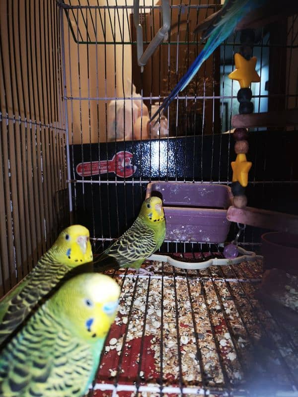 Budgies And Cockateil 5