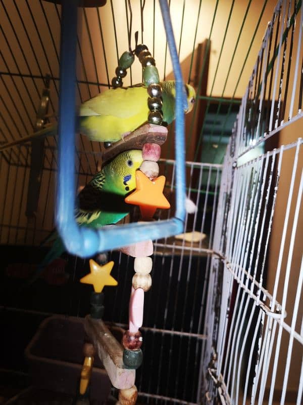 Budgies And Cockateil 8