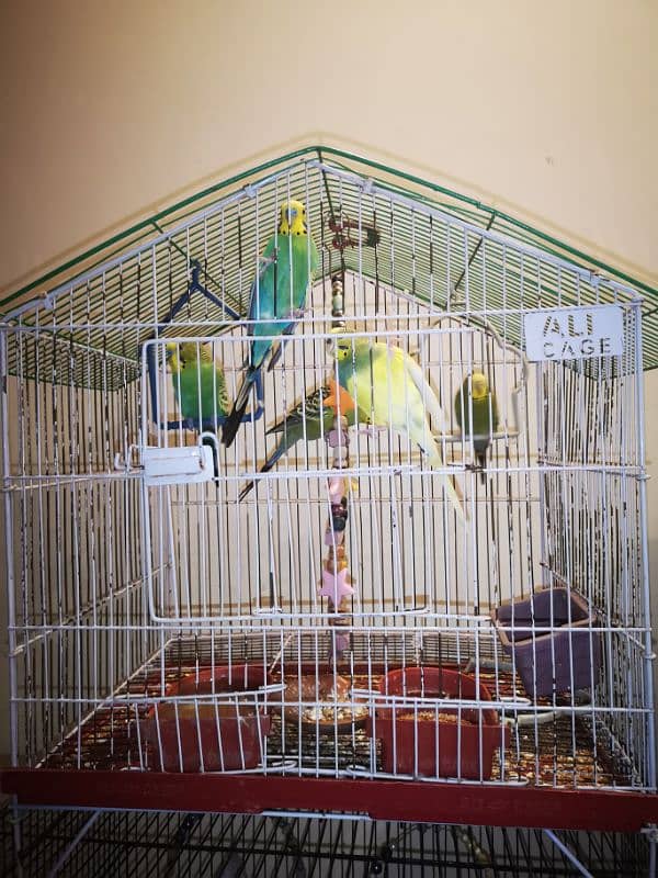 Budgies And Cockateil 14