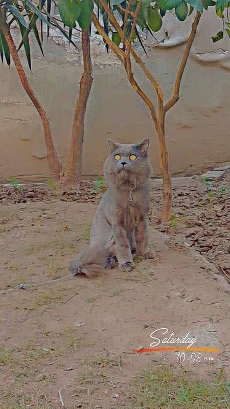 prishion cat sttad male for sall 3