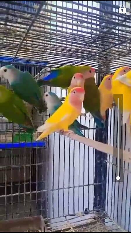 lovebirds breeders pairs clean birds 0