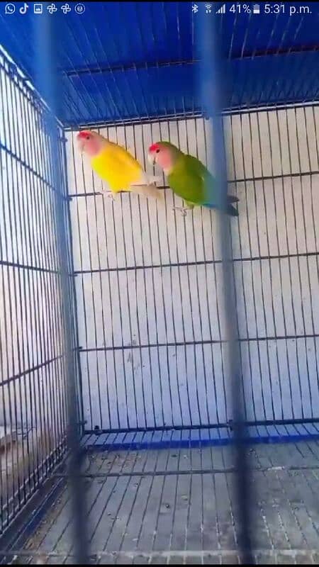 lovebirds breeders pairs clean birds 1