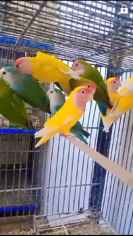 lovebirds breeders pairs clean birds 2