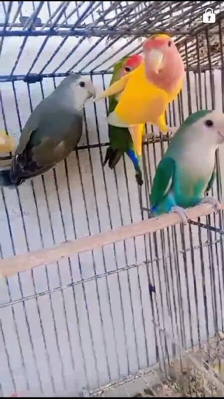 lovebirds breeders pairs clean birds 4