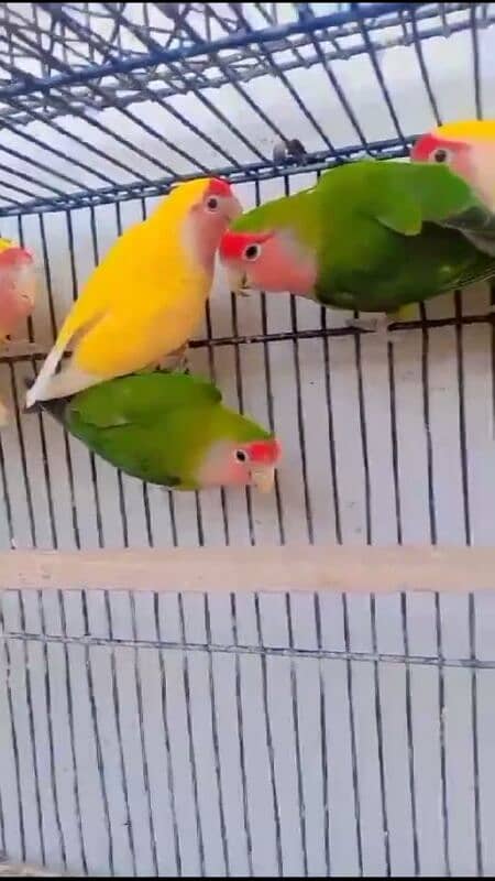 lovebirds breeders pairs clean birds 5