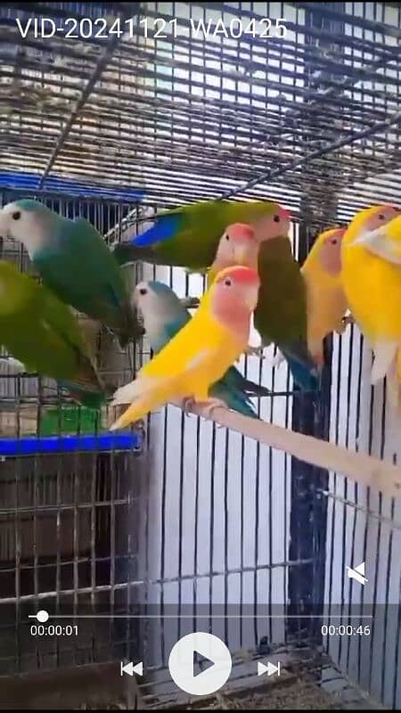 lovebirds breeders pairs clean birds 7